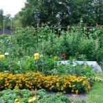 Welshmill-Allotments-August-2011-005-fixed