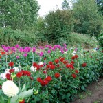Welshmill-Allotments-August-2011-007-fixed