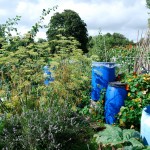 Welshmill-Allotments-August-2011-018-fixed