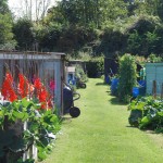 Welshmill-Allotments-August-2011-036-fixed