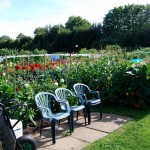 Welshmill-Allotments-August-2011-037-fixed