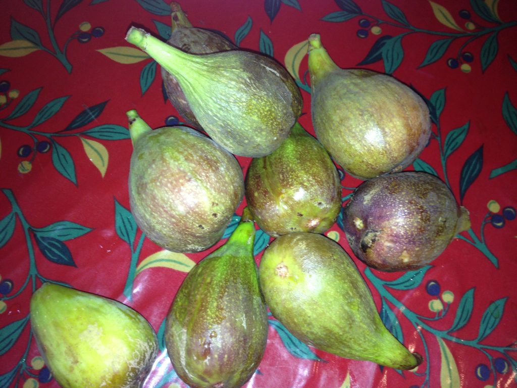 Brunswick Figs in Frome