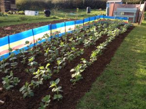 Over wintering broad beans with windbreak